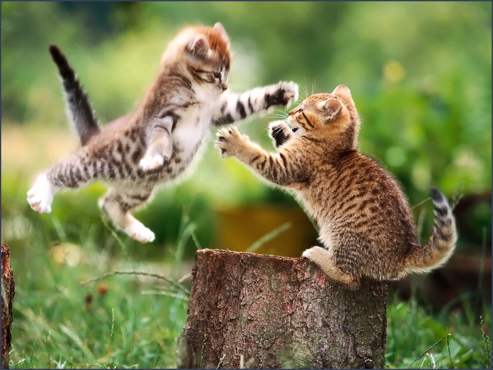 Funny Cat Fight 11 Desktop Background - Cat Fight - HD Wallpaper 