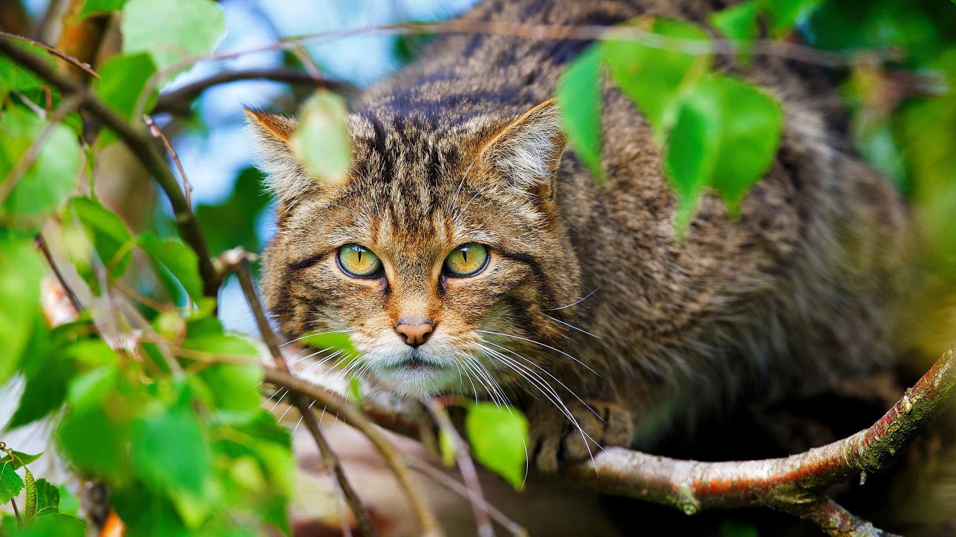 Wallpaper Scottish Wild Cat, Forest - Gato Selvagem Escoces - HD Wallpaper 