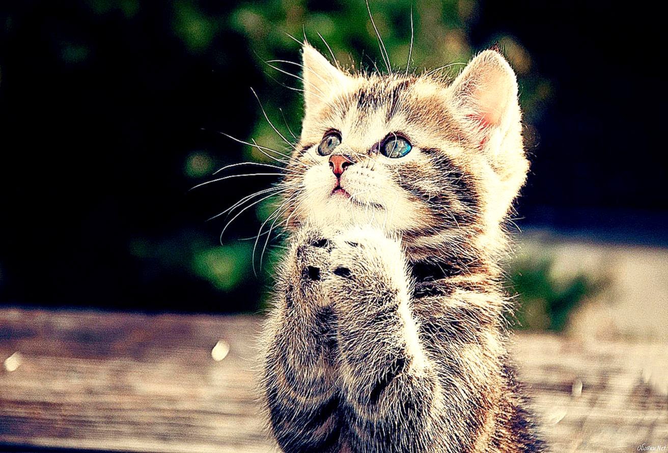 Cat Wallpaper Hd Free Download - HD Wallpaper 