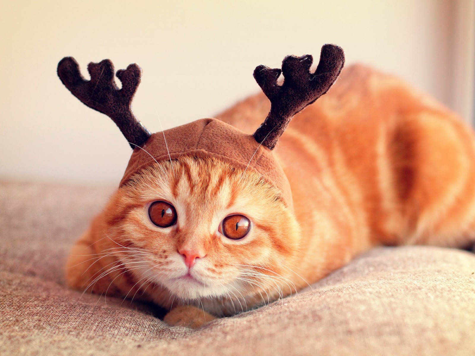 น่า รัก วอลเปเปอร์ แมว - HD Wallpaper 