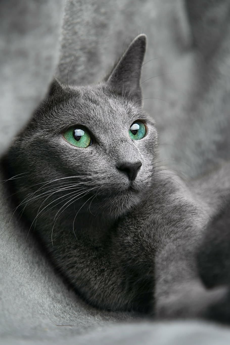 Grey Cat, Russian, Blue, Look, Eyes, Gray, Pet, Animal, - HD Wallpaper 