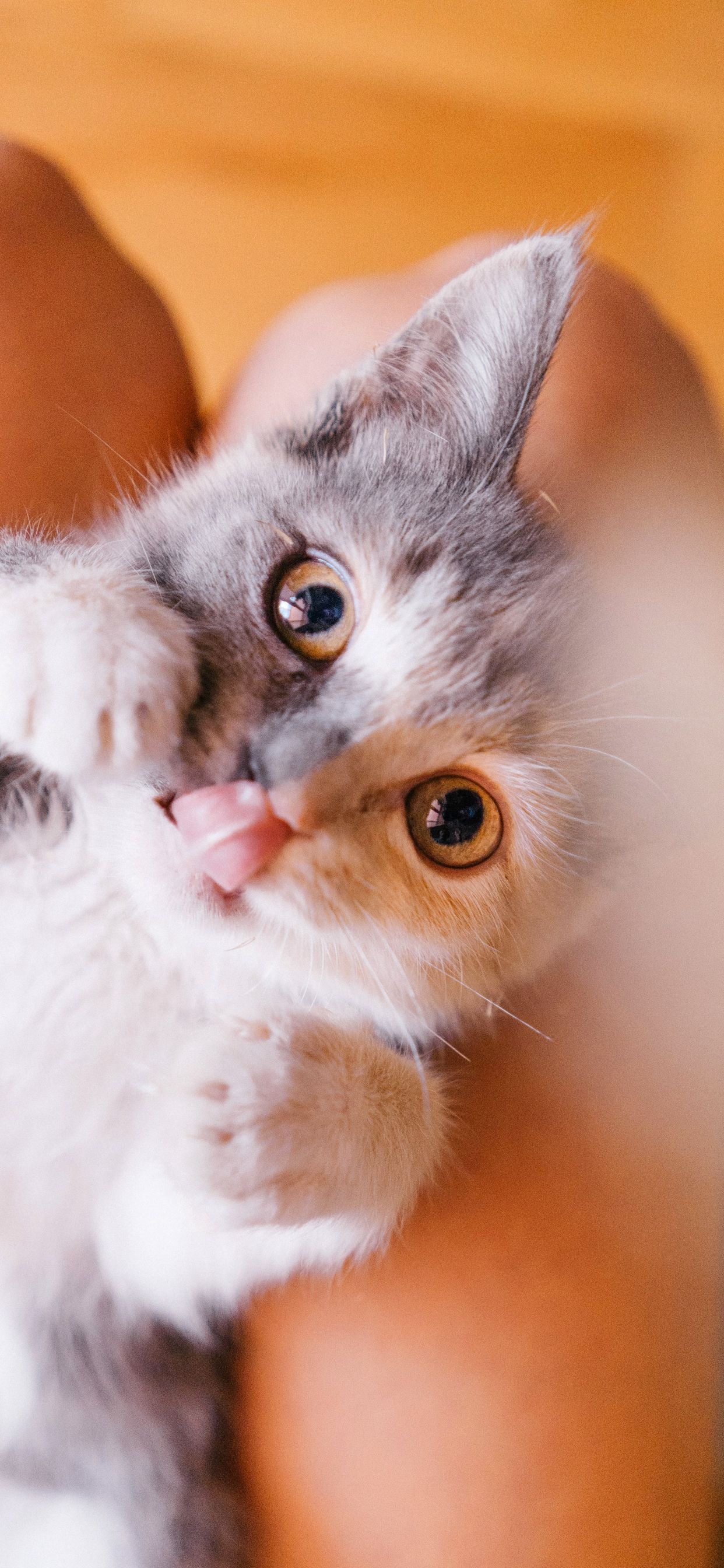 Cat Wallpapers For Iphone - HD Wallpaper 