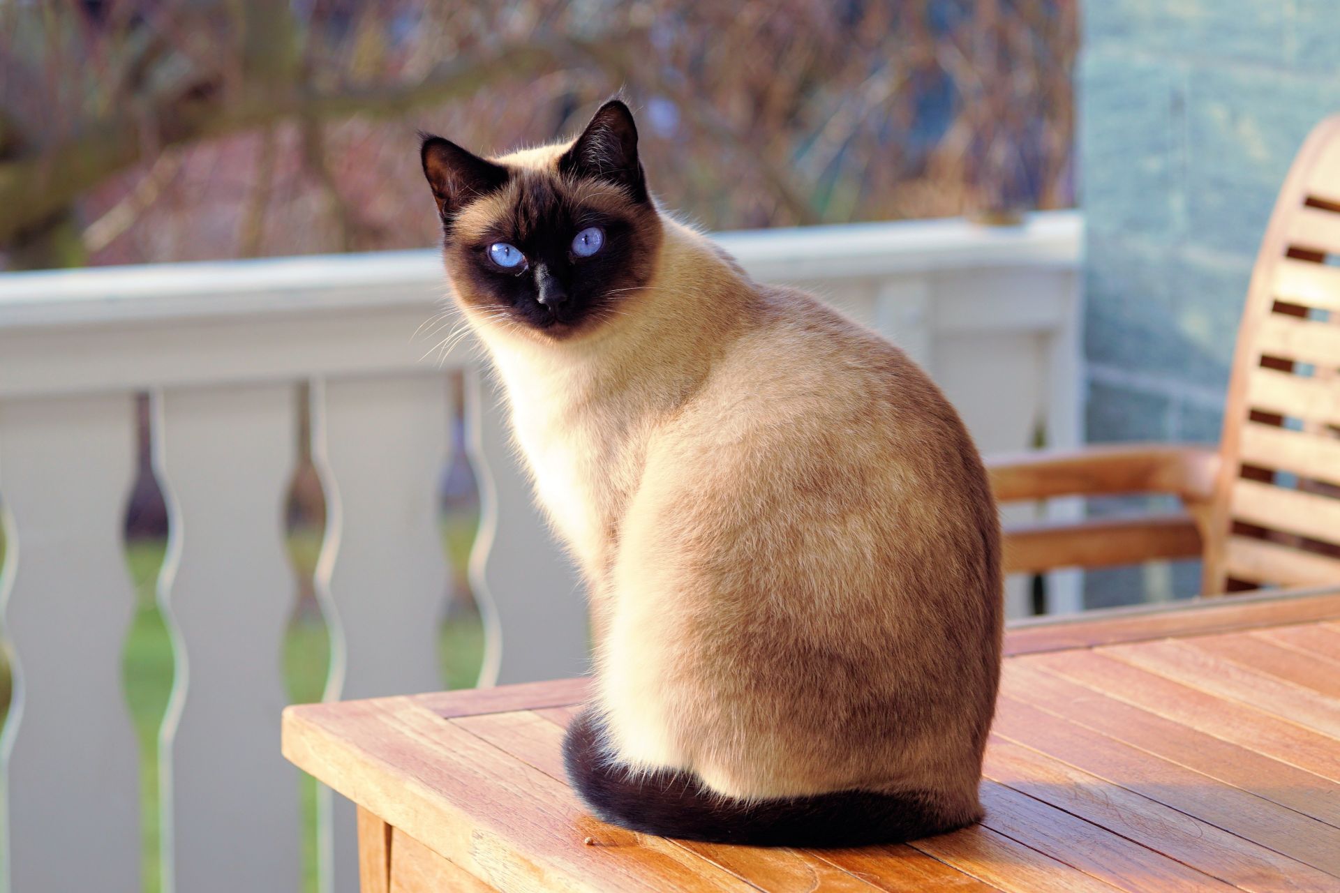 Amazing Blue Color Eyes Persian Cat Full Hd Free Download - Siamese Cat - HD Wallpaper 