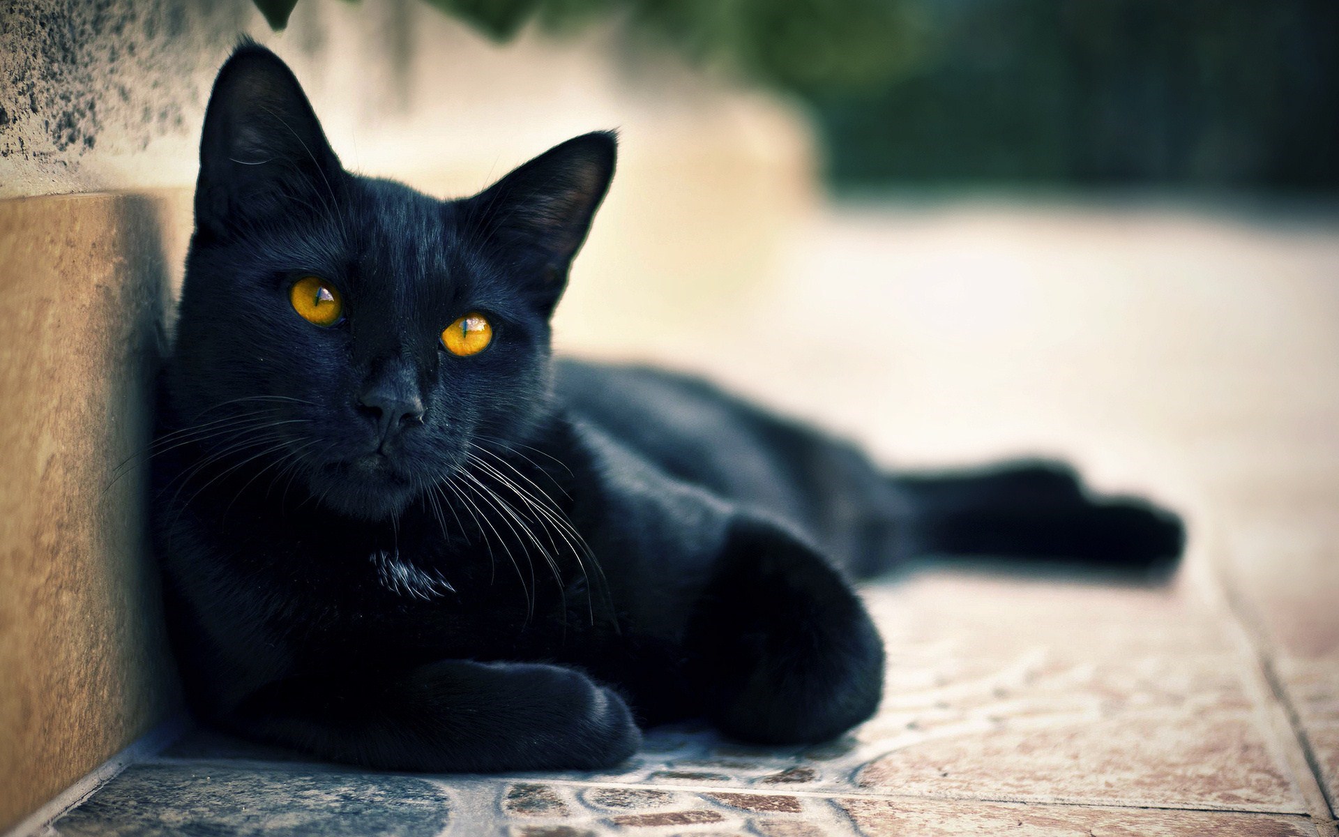 Black Cat Photo - HD Wallpaper 