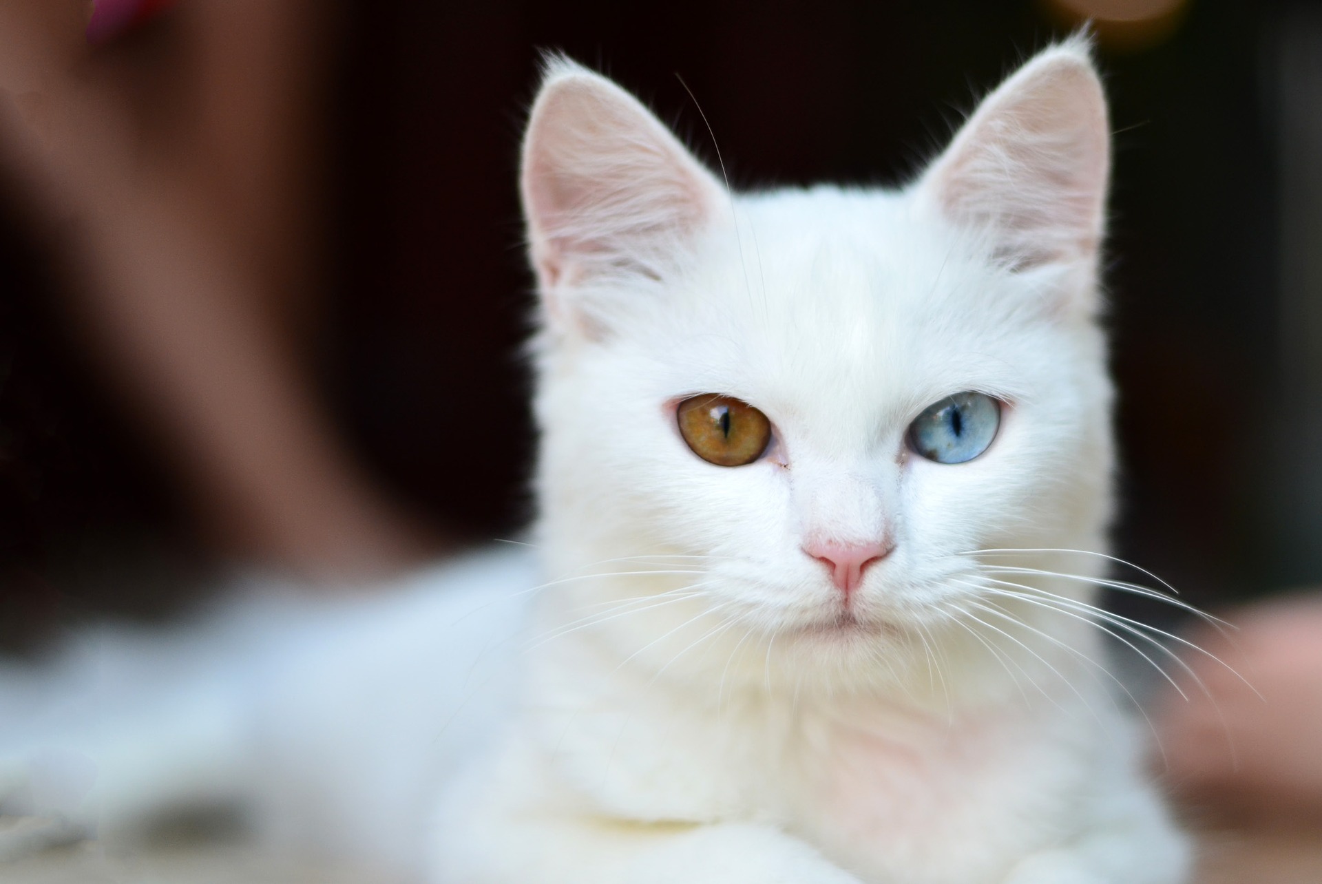 Amazing White Cat Wallpapers Submitted Hd By Ravi - Cat With Yellow And Blue Eyes - HD Wallpaper 