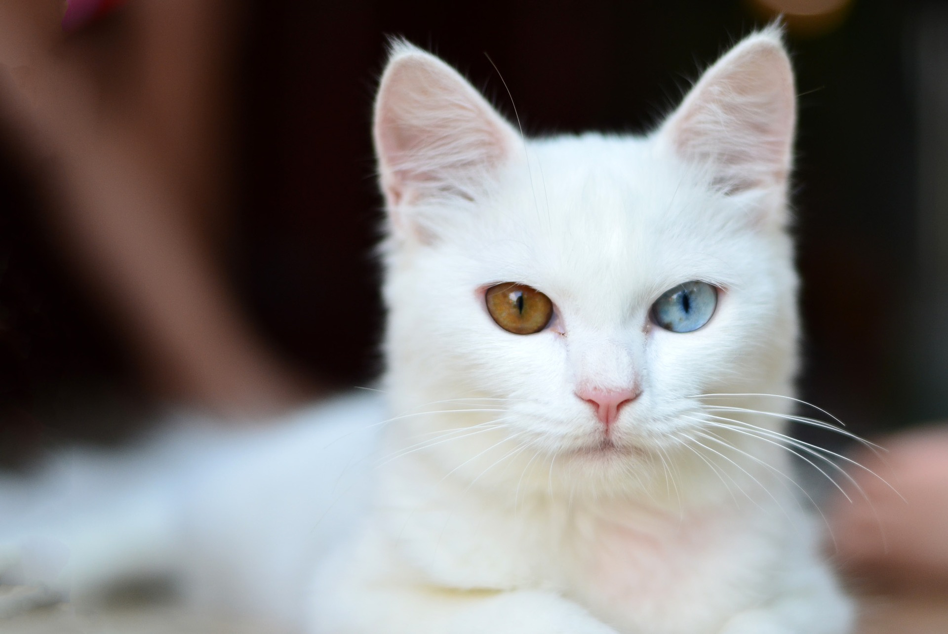 Amazing White Cat Wallpapers Submitted Hd By Ravi Cat With Yellow And Blue Eyes 19x1284 Wallpaper Teahub Io Amazing White Cat Wallpapers Submitted Hd By Ravi Cat With Yellow And Blue Eyes 19x1284 Wallpaper Teahub Io