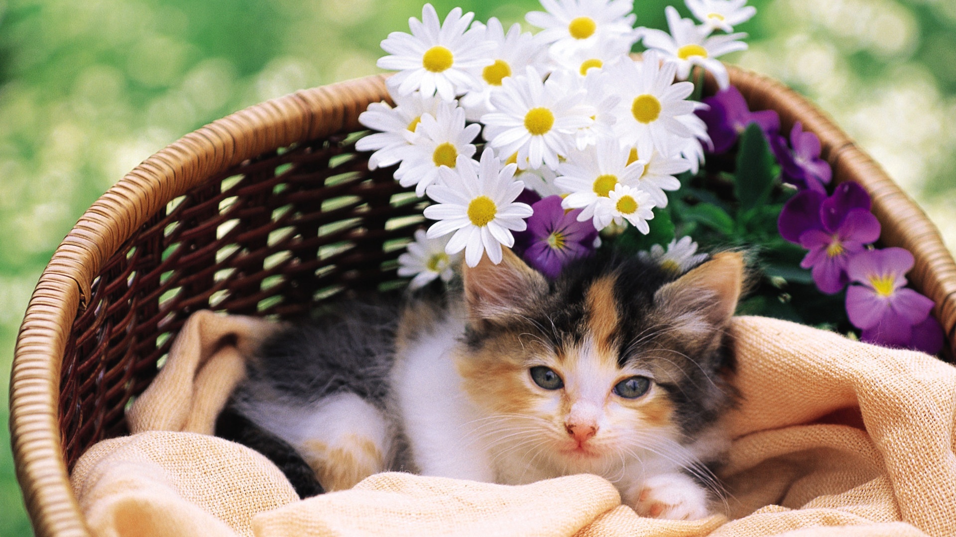 Cat And Flower In Basket - Kitten With Flowers - HD Wallpaper 