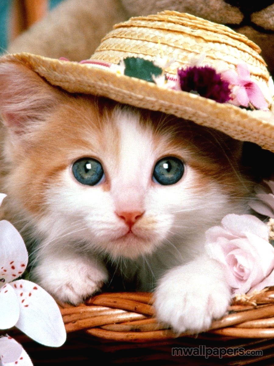 Cute Kitten Wallpaper Hd - HD Wallpaper 