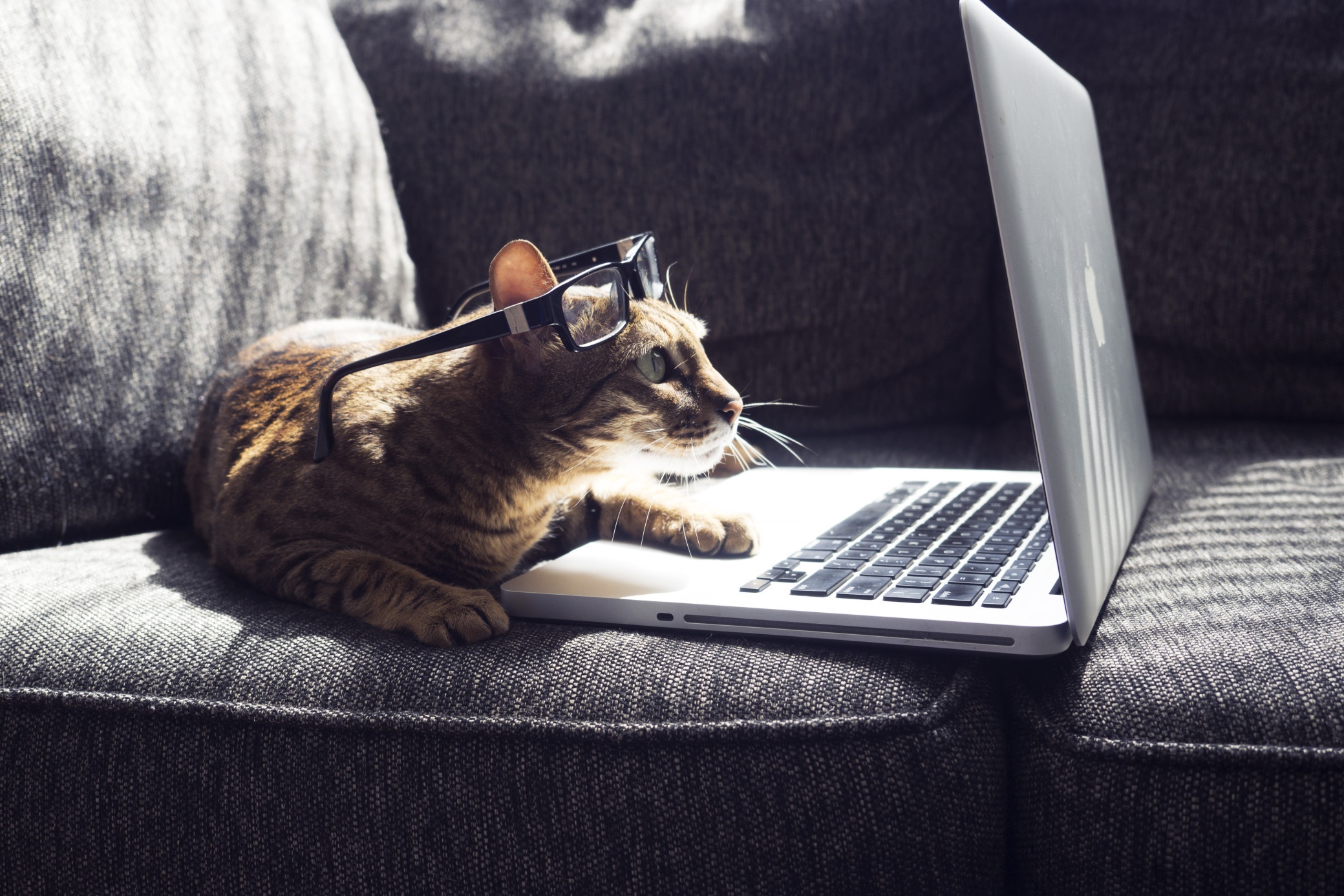 Cat Images Hd Wallpaper - HD Wallpaper 