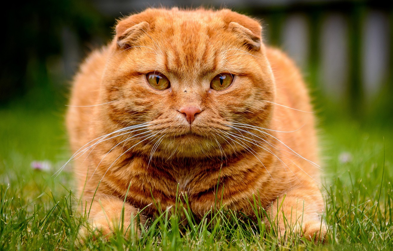 Photo Wallpaper Grass, Look, Face, Kote, Red Cat, Scottish - Шотландские Вислоухие Коты Рыжие - HD Wallpaper 