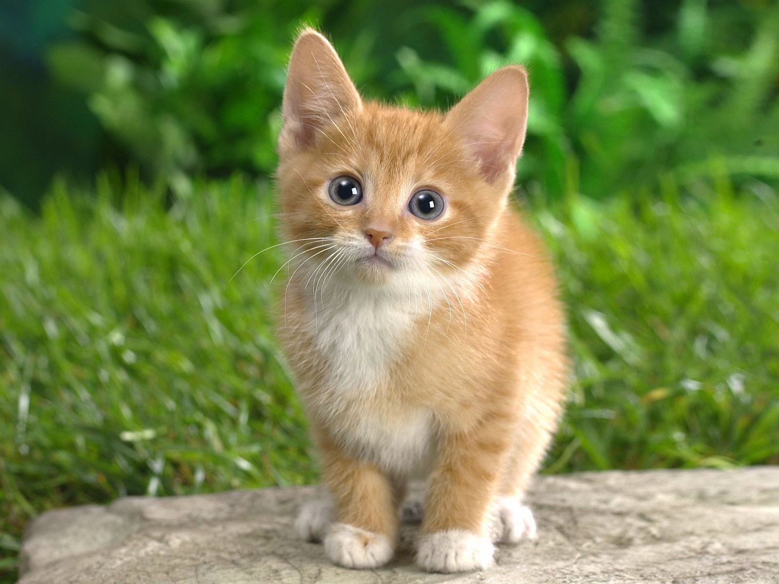 Cat Hd Wallpaper - Cute Cat - HD Wallpaper 