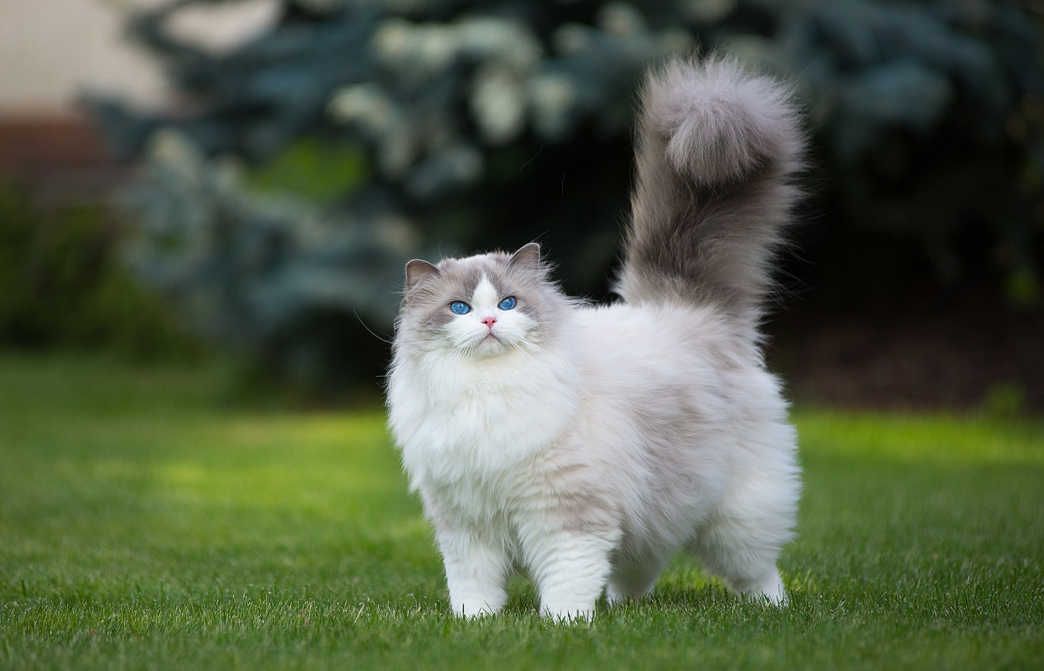 Cat Images Hd Wallpaper - HD Wallpaper 