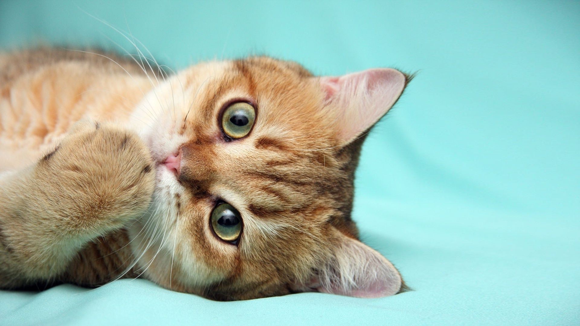 Cats Cat Cute Portrait Kitten Pet Animal Mammal Eye - Обои На Айфон Рыжий Кот - HD Wallpaper 