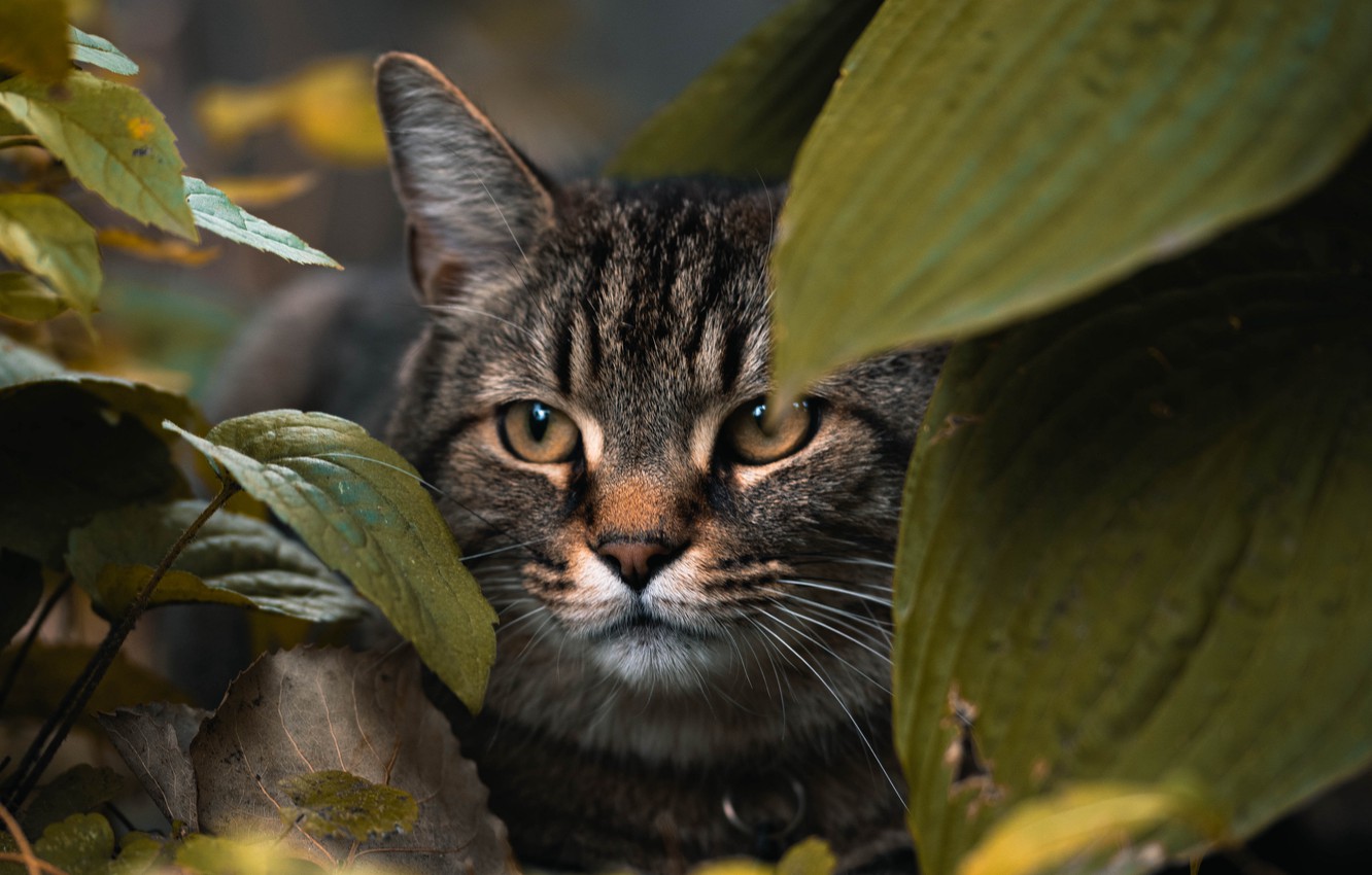 Photo Wallpaper Animals, Cat, Leaves, Macro, Blur, - 4k Animals - 1332x850 Wallpaper Photo Wallpaper Animals, Cat, Leaves, Macro, Blur, - 4k Animals - 1332x850 Wallpaper