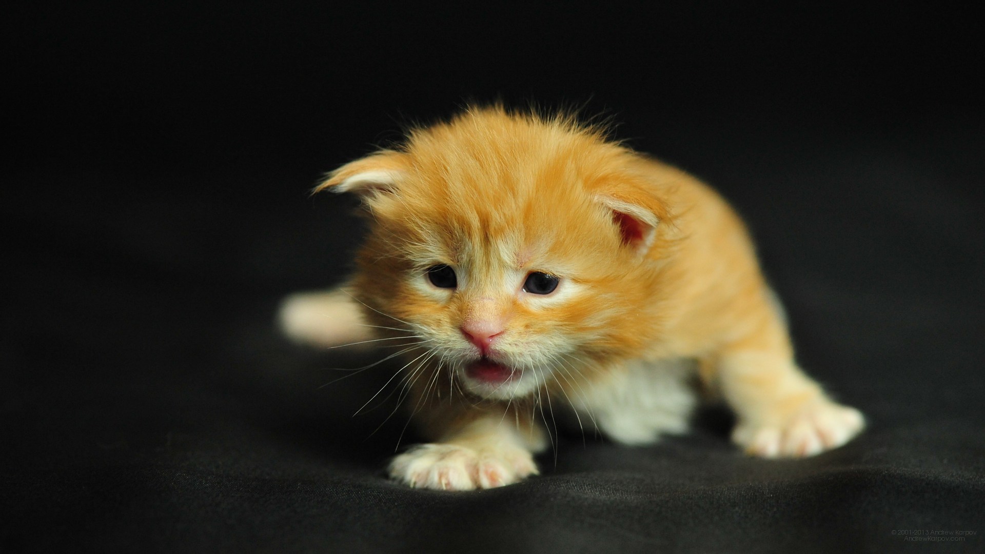 Desktop Cat And Kitten Pics Download - Обои Для Телефона Prestigio - HD Wallpaper 