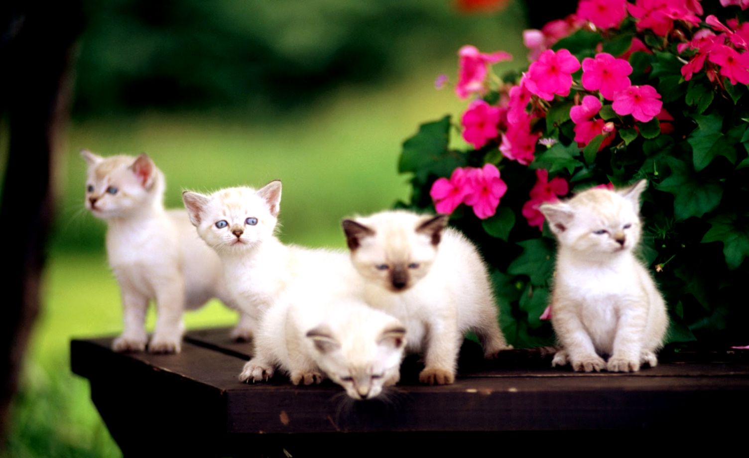Cute Cat Photos Free Download Hd Wallpaper Backgrounds - Good Morning Cute Cat Hd - HD Wallpaper 
