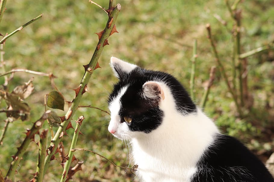 Cat, Pet, Feline, Garden, Rose Bush, Animal Themes, - Domestic Short-haired Cat - HD Wallpaper 