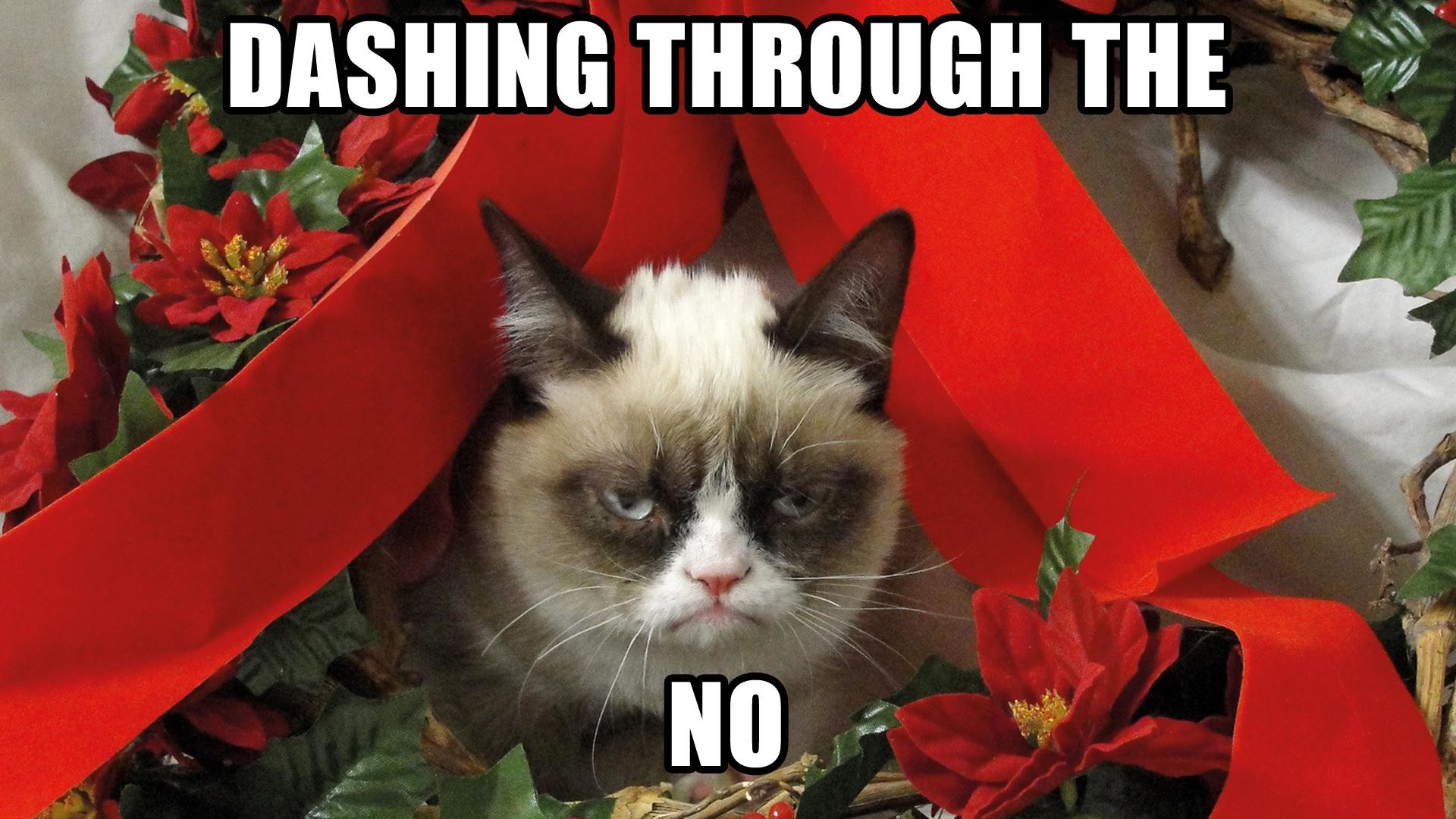 Grumpy Cat Meme Pictures Humor Funny Cats Christmas - Grumpy Cat Christmas - HD Wallpaper 