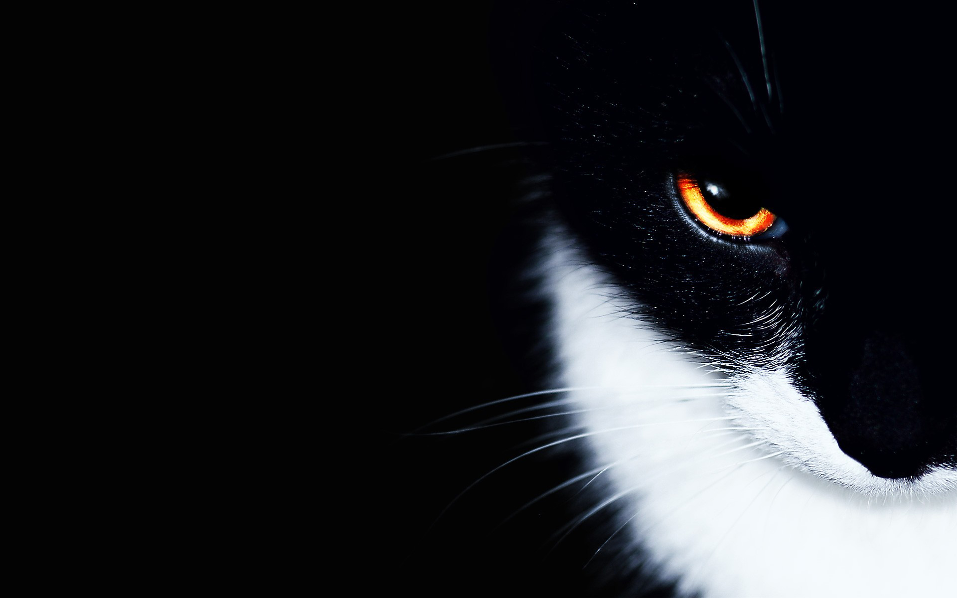 Black And White Cat With Amber Eyes - HD Wallpaper 