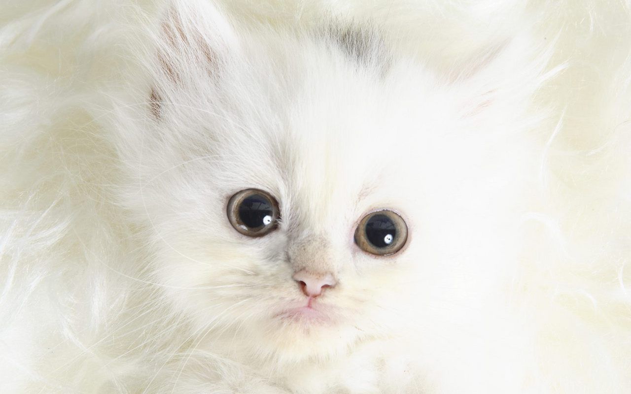 Kitten Wallpapers Desktop Background For Desktop Wallpaper - Cutest Kittens Wallpaper Hd - HD Wallpaper 