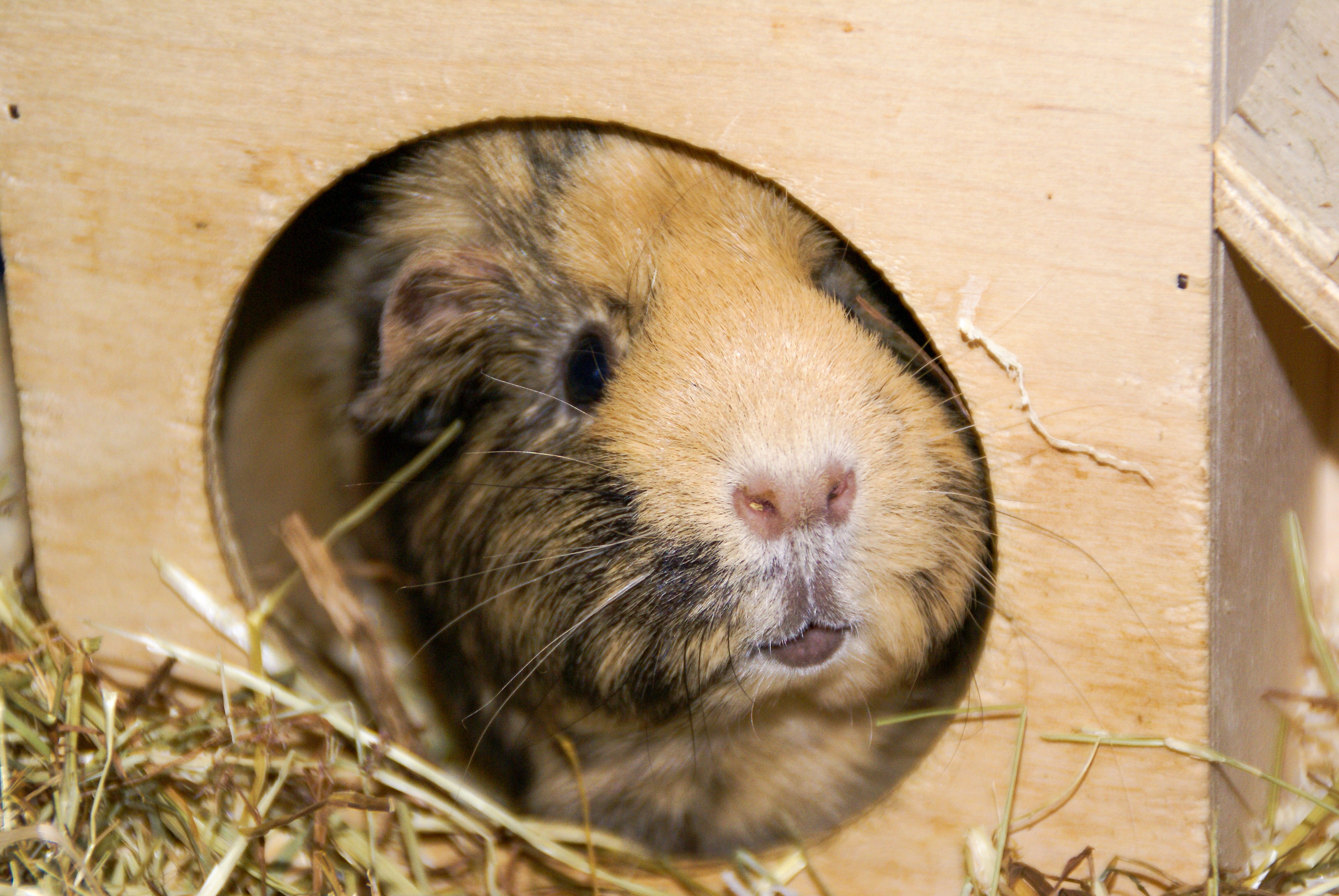 Guinea Pig - HD Wallpaper 