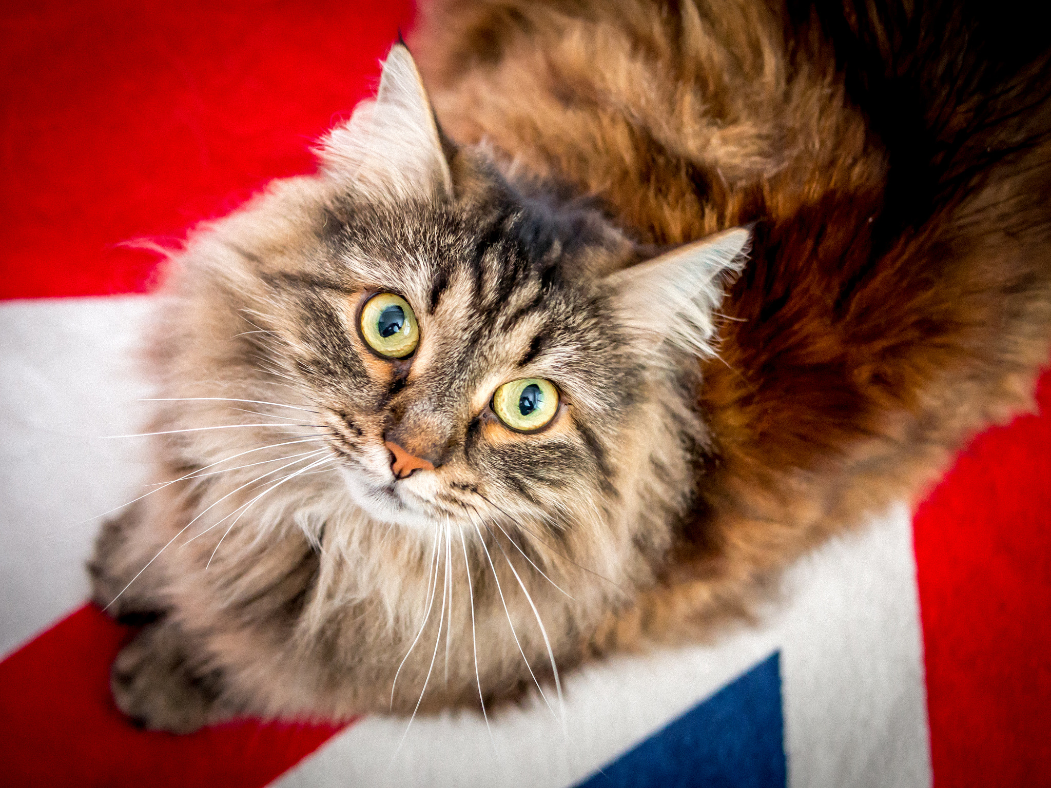 Olympus Digital Camera - Domestic Long-haired Cat - HD Wallpaper 