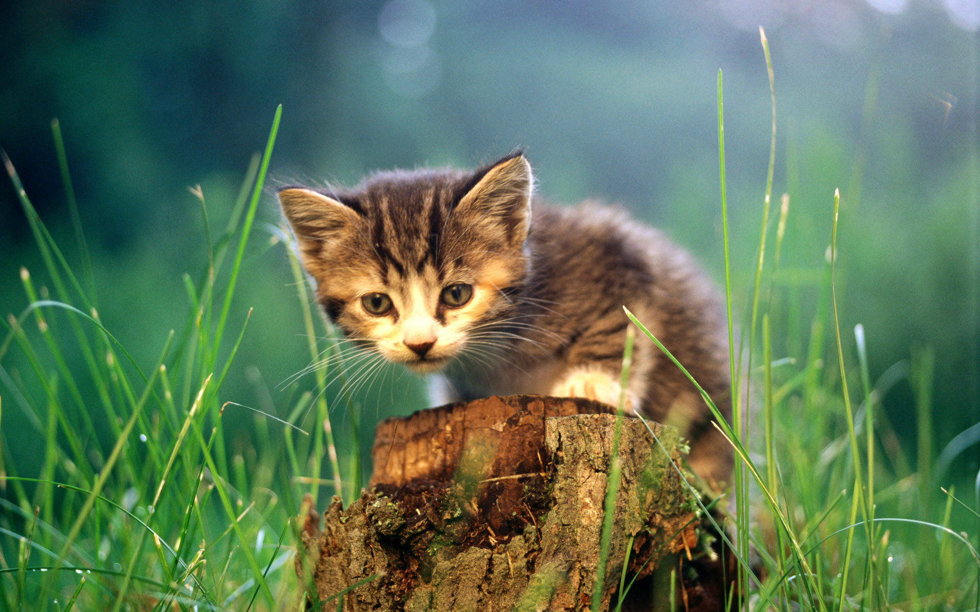 Beautiful Cats Wallpapers Hd Photos Images Download - Wallpaper - 1920x1200 Wallpaper Beautiful Cats Wallpapers Hd Photos Images Download - Wallpaper - 1920x1200 Wallpaper