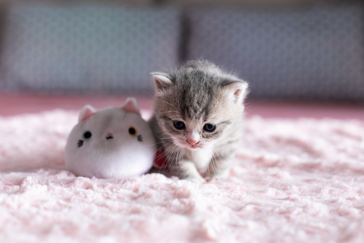 Cute Cat - HD Wallpaper 