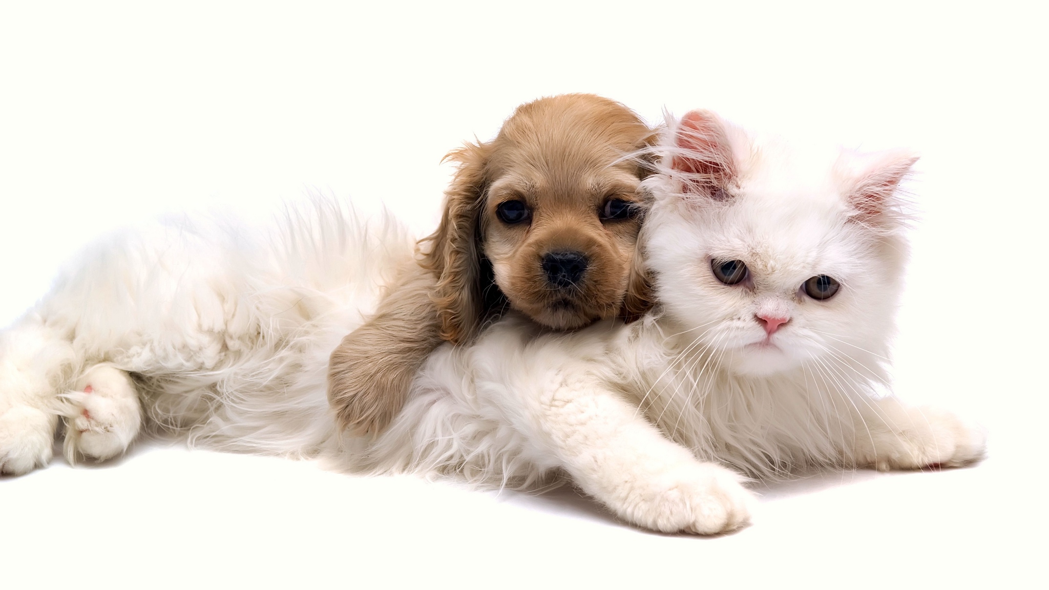 Wallpaper Cat, Puppy, Face, Down, Friends - Cut Dog And Cat - HD Wallpaper 