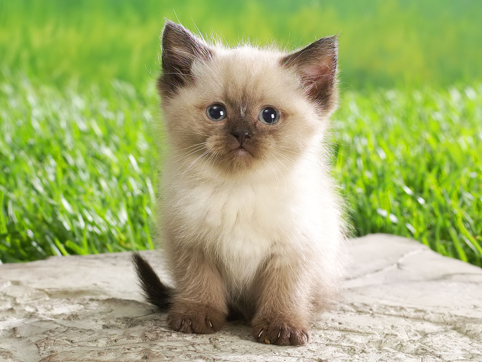 Persian Cat Hd Wallpapers Free Images - Cute Baby Animals - HD Wallpaper 