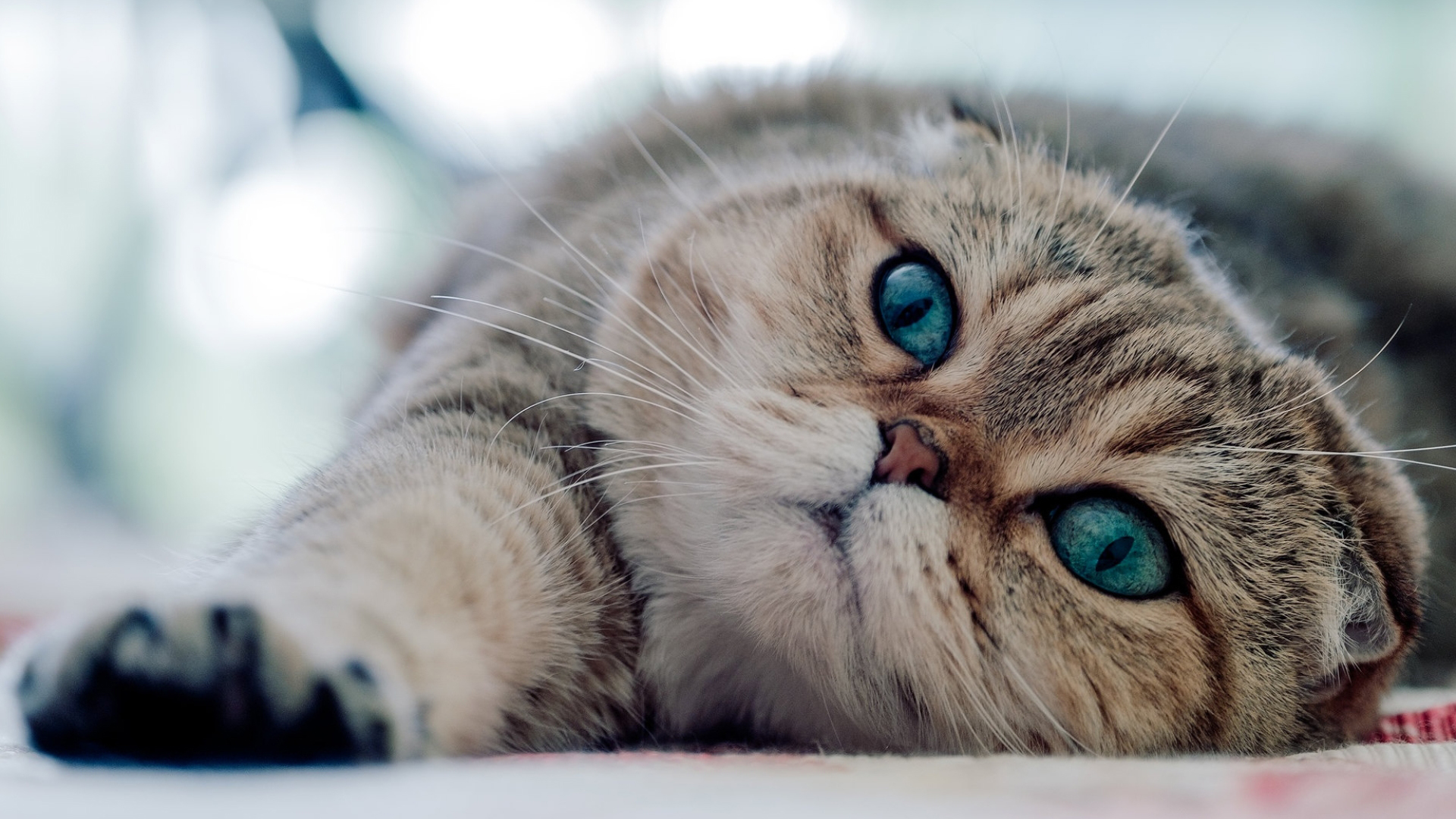 Scottish Fold Cute Cat Full Hd Free Download - Gatos Con Ojos Hermosos - HD Wallpaper 
