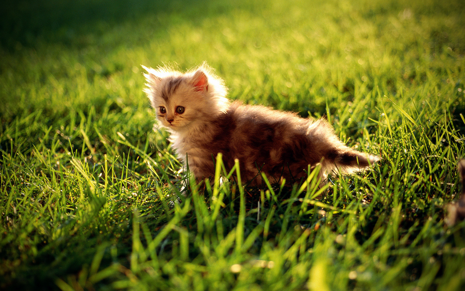 Cat, Cute, And Kitten Image - Pretty Pictures Of Grass - HD Wallpaper 
