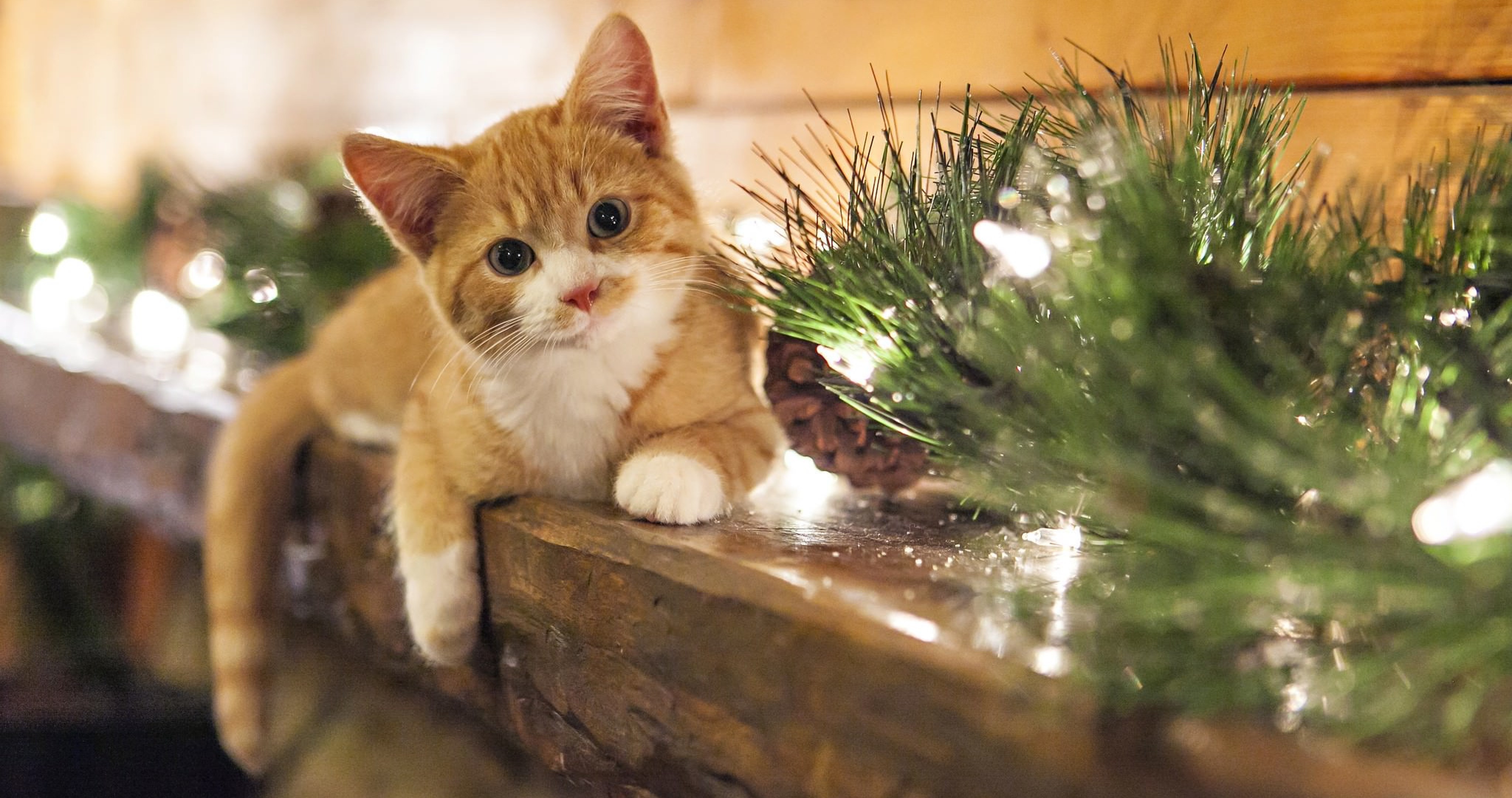 Christmas Wallpaper Cat - HD Wallpaper 