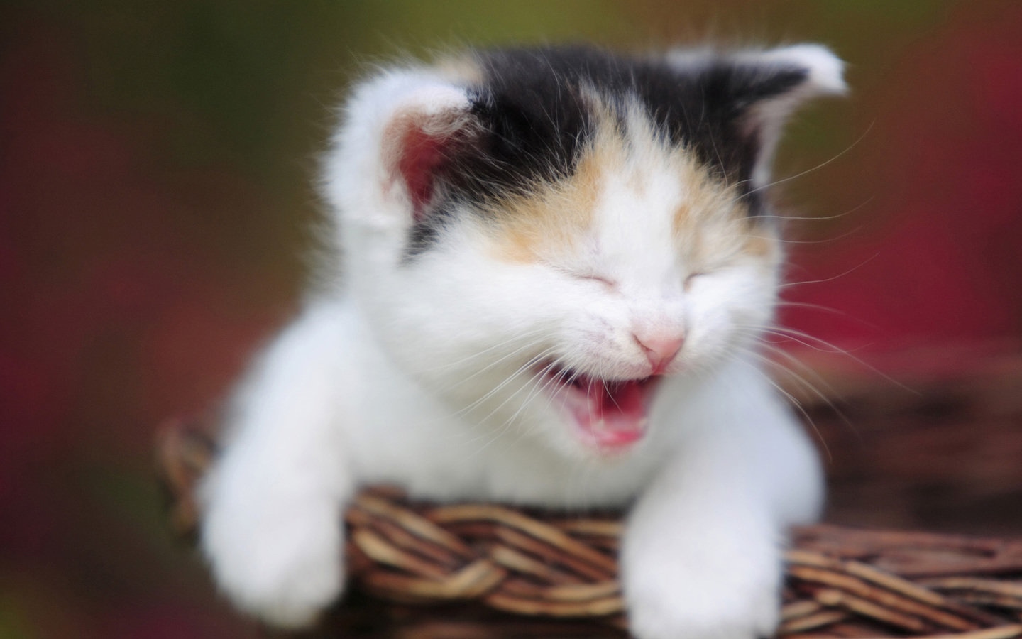 Desktop Wallpaper Download Hd Cat - Funny Cats - HD Wallpaper 