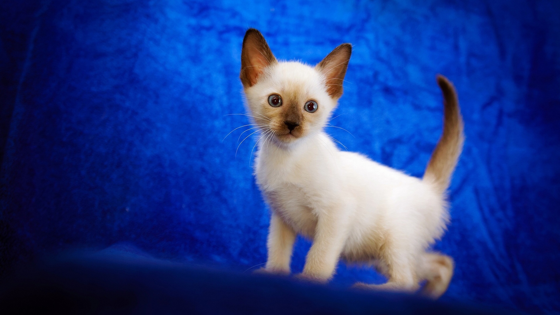 Blue Kittens Background - HD Wallpaper 