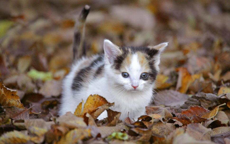 Fall Kitten Wallpaper,feline Hd Wallpaper,nature Hd - Black White Calico Kitten - HD Wallpaper 