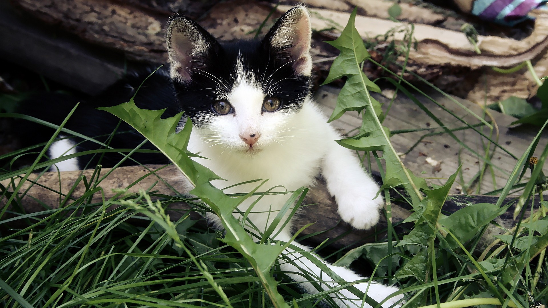 Domestic Short-haired Cat - HD Wallpaper 