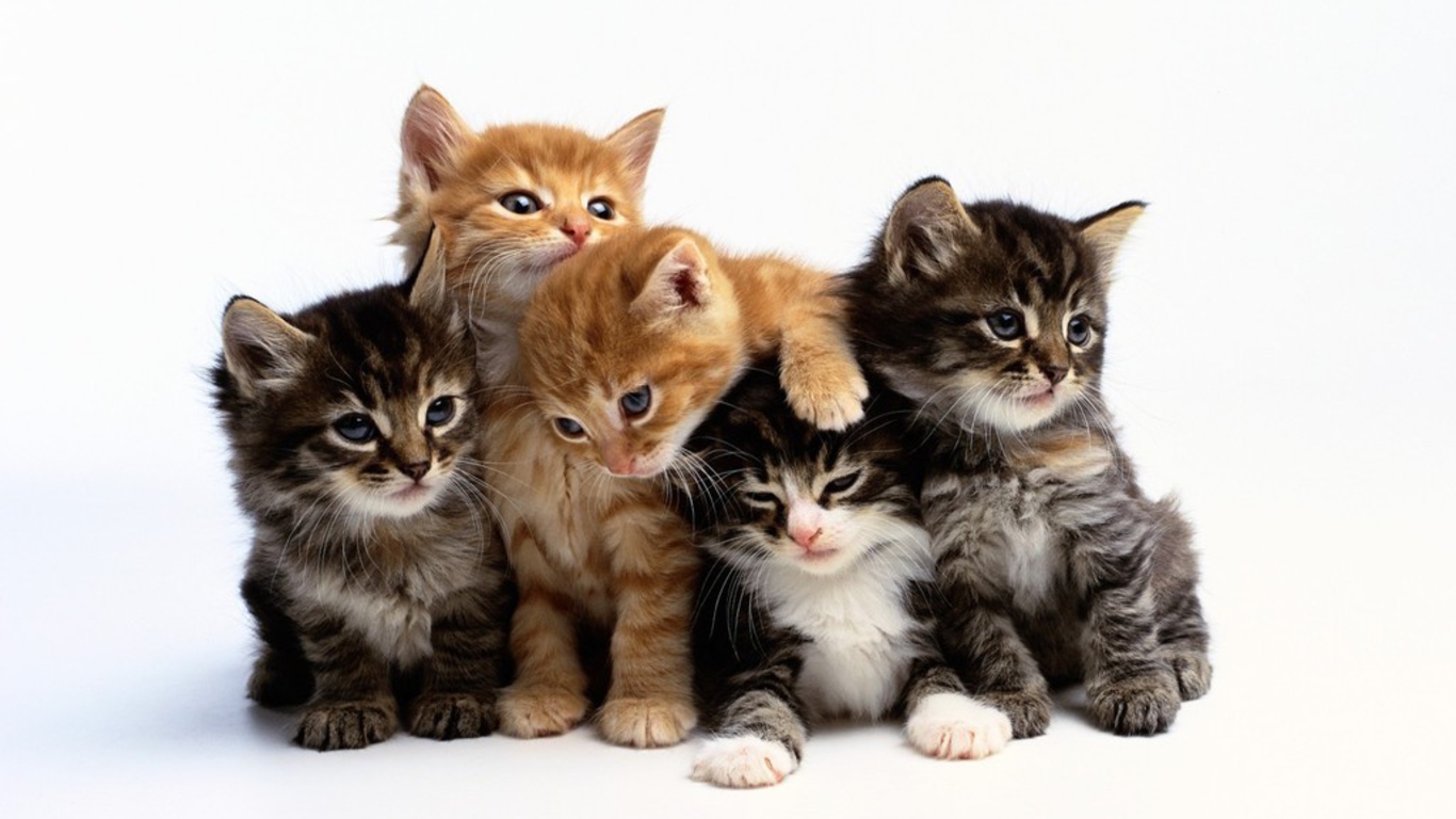 Cute Cats Wallpaper - HD Wallpaper 