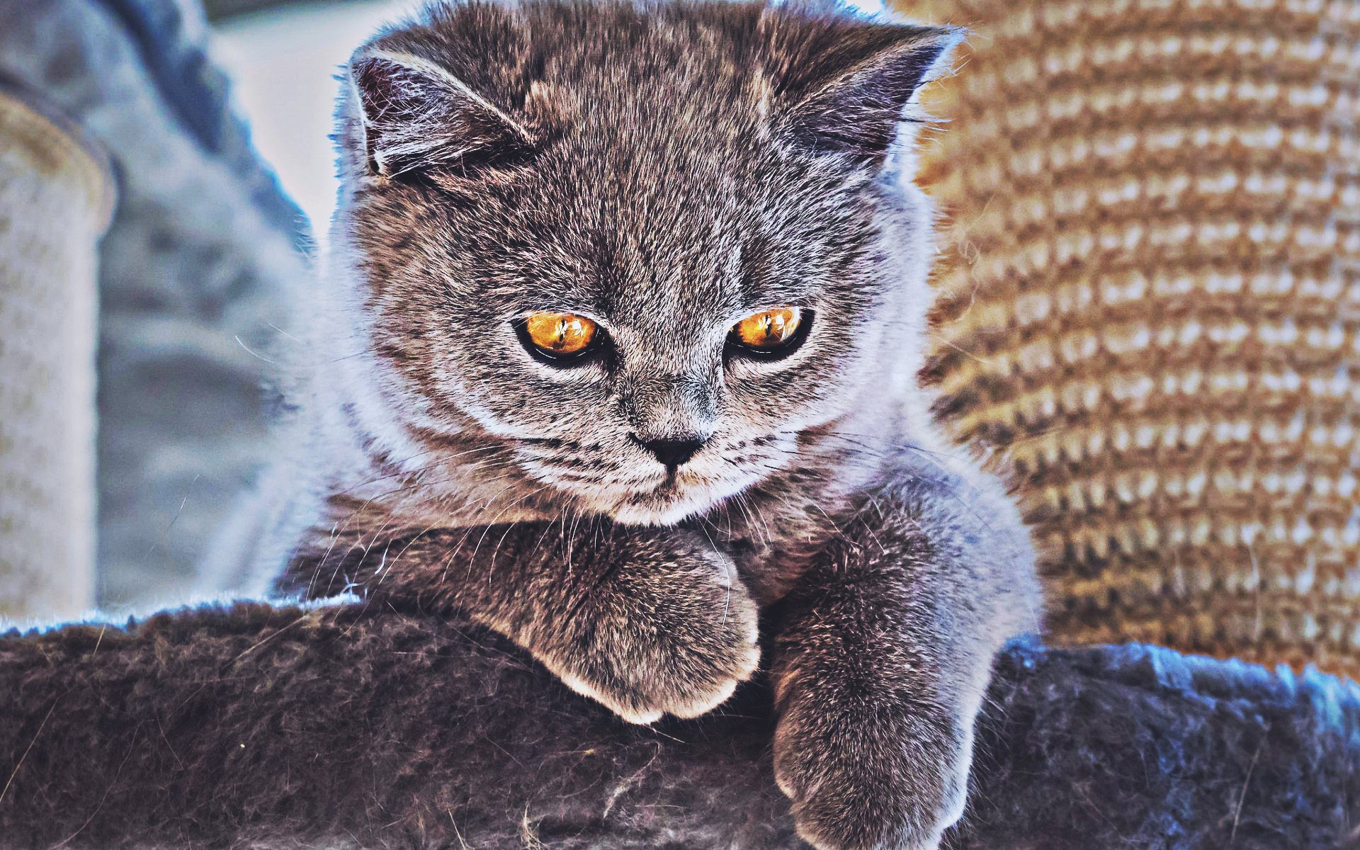British Beautiful Cat - 1920x1200 Wallpaper - teahub.io