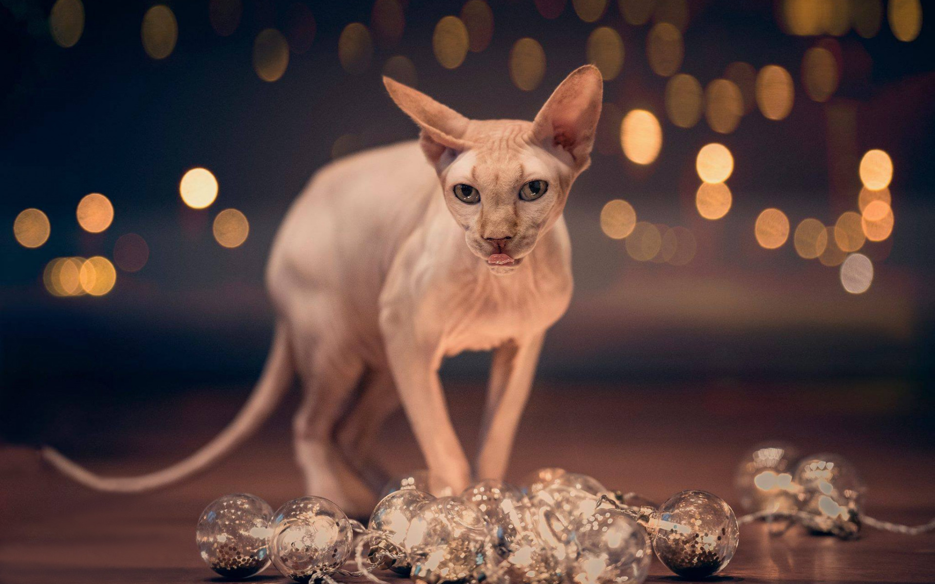 Sphynx Cat, New Year, Beautiful Cat, Hairless Cats - Cat - HD Wallpaper 