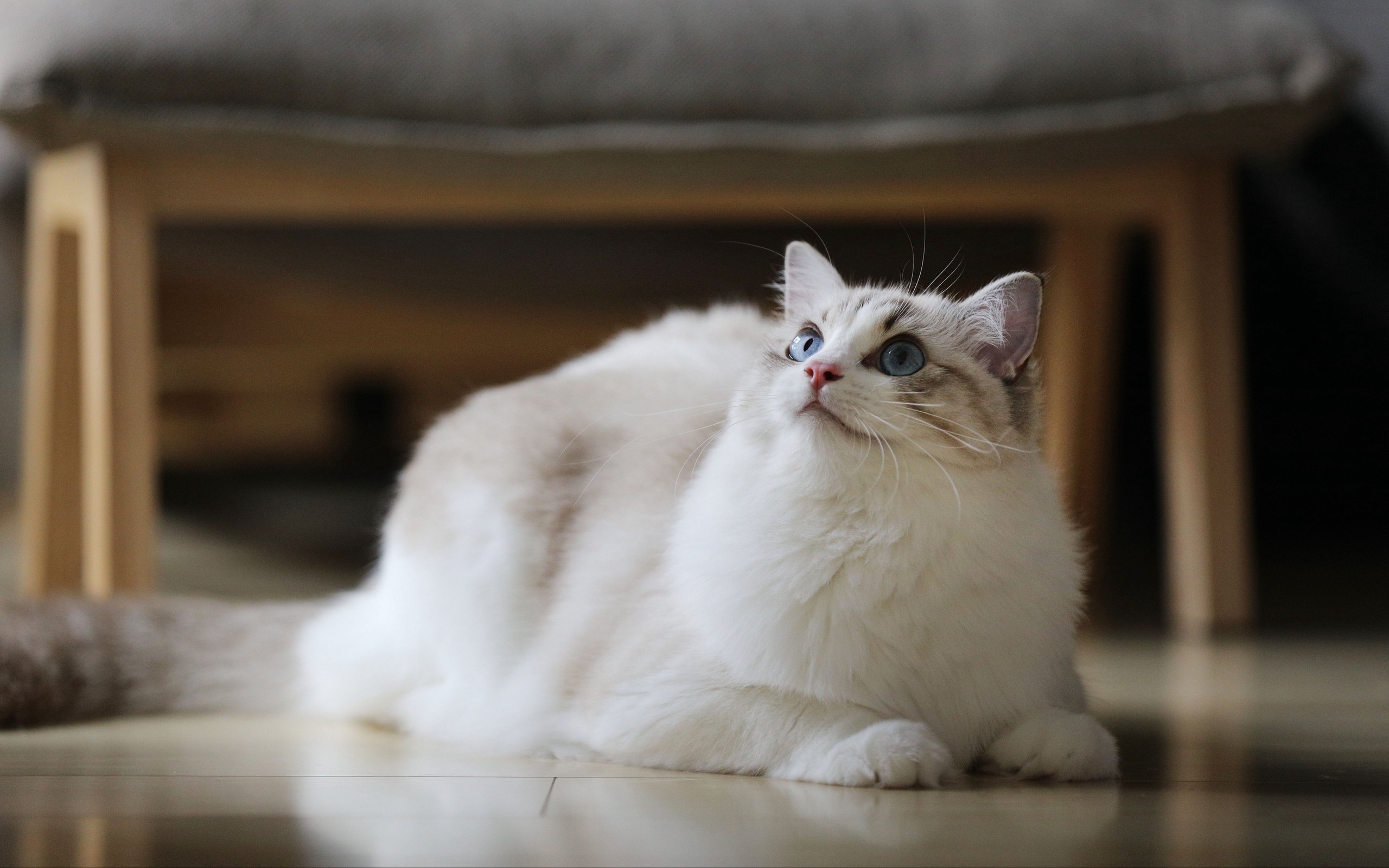 Wallpaper Cat, Fluffy, Beautiful - Beautiful Cat Fluffy - HD Wallpaper 