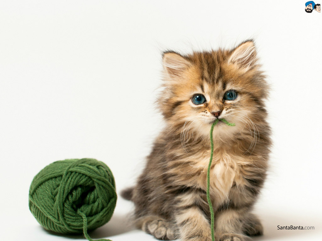 Cats Wallpaper - แมว ไม่มี พื้น หลัง - HD Wallpaper 