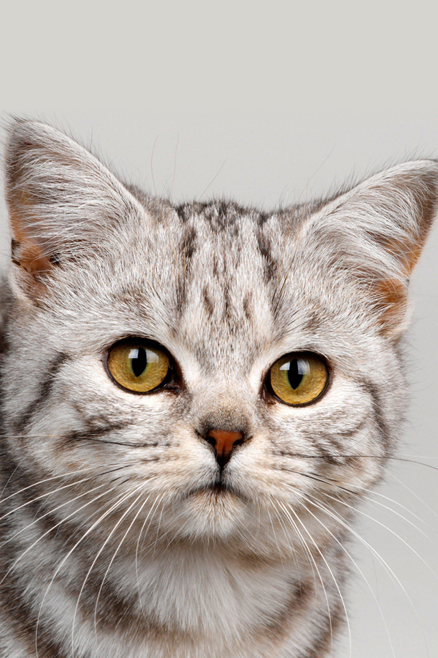 Cute Kitten Wallpaper - Домашні Тварини Коти Картинка Кішка Для Дітей - HD Wallpaper 