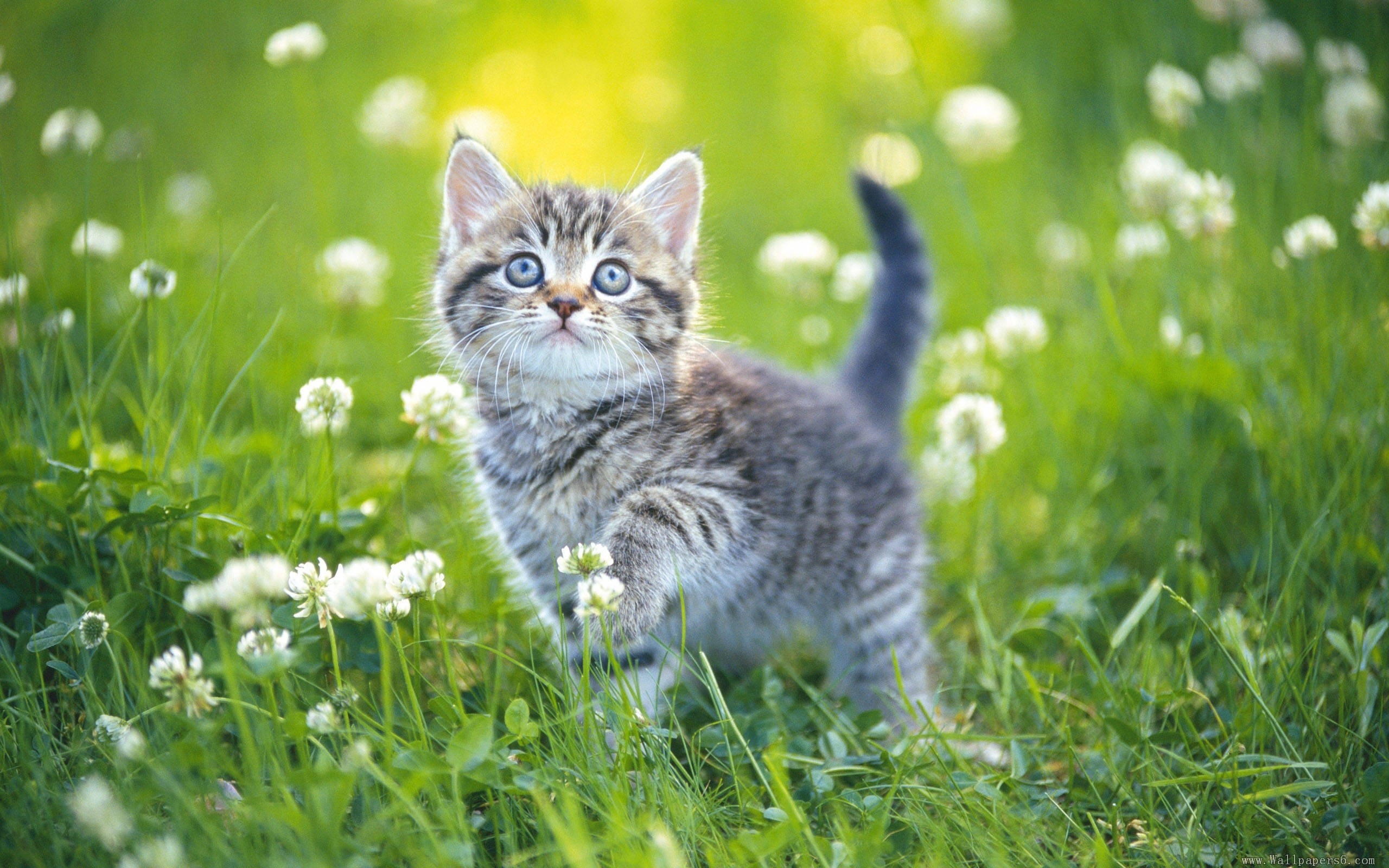 Cute Kitten Background - HD Wallpaper 