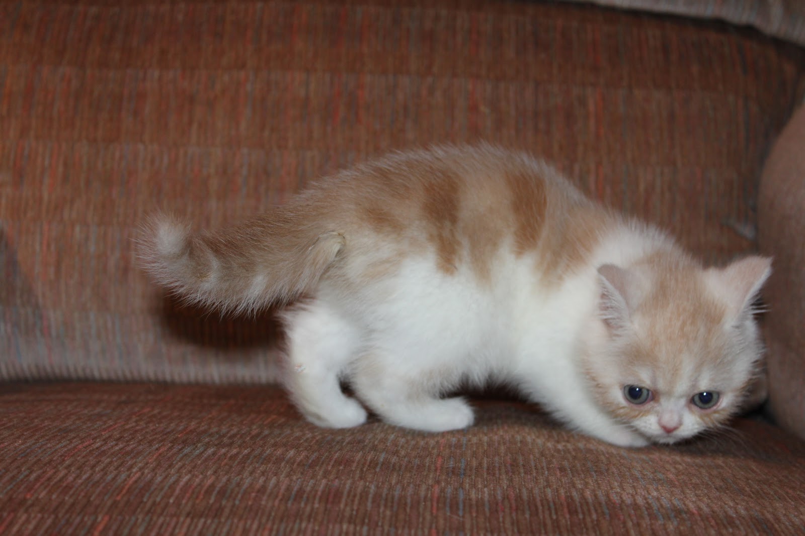 Sunrisefold Scottish Fold & Exotic Cats - Kitten - HD Wallpaper 