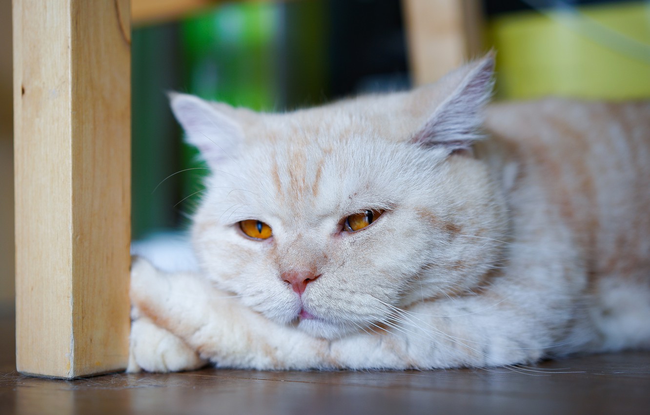 Photo Wallpaper Sadness, Cat, Cat, Face, Background, - British Longhair - HD Wallpaper 