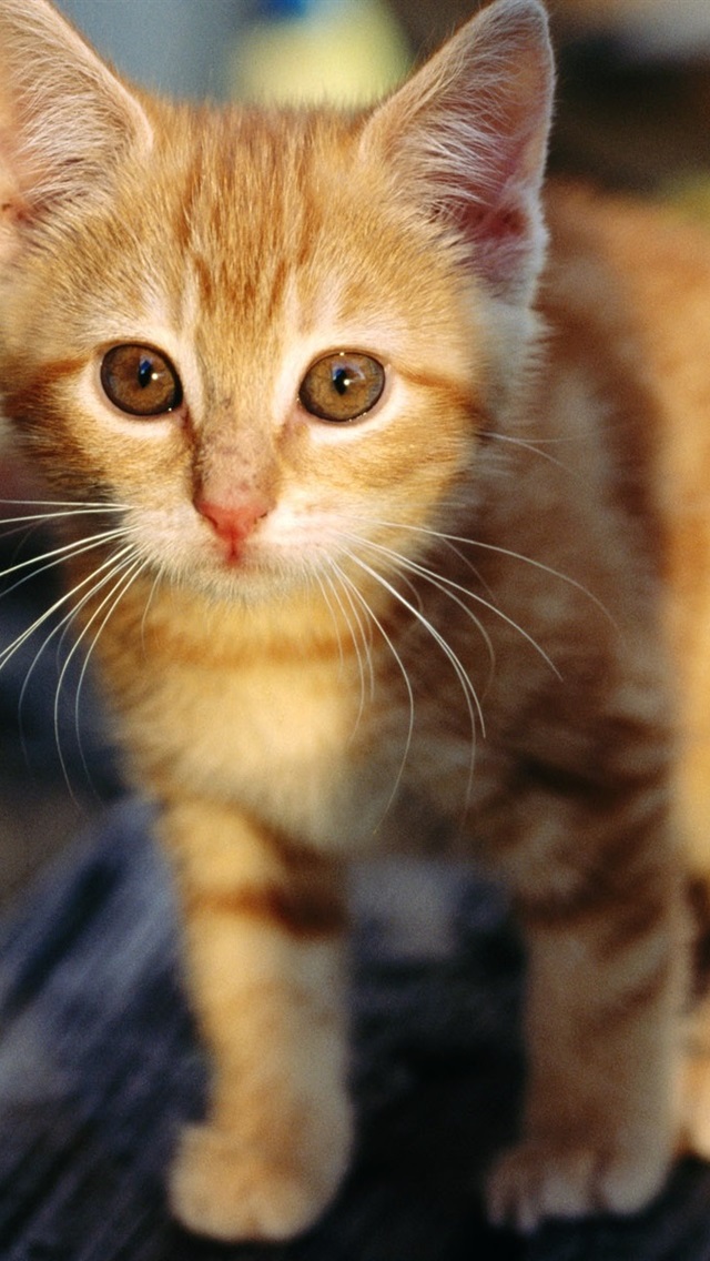 Iphone Wallpaper Cute Orange Kitten - Orange Kitten - HD Wallpaper 