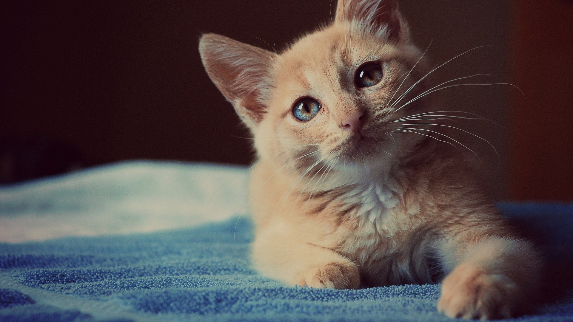 Beautiful Cat Image Download - تفسير حلم القطط في المنام - HD Wallpaper 