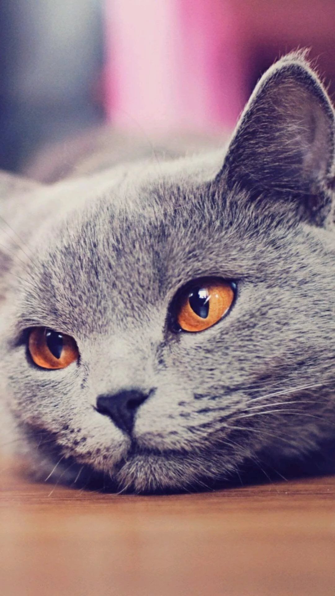 Beautiful Cat Cool Phone Wallpaper - HD Wallpaper 