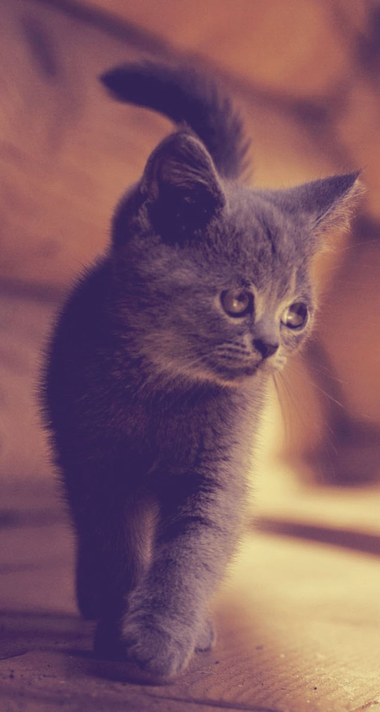 Kitten Iphone Wallpaper - HD Wallpaper 